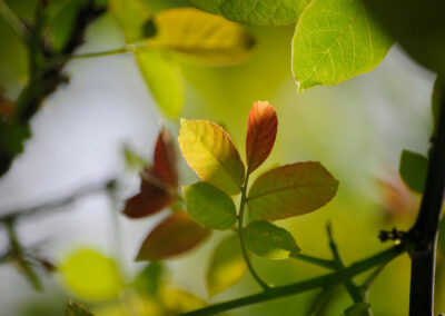 Bestuur en beheer Voedselbos Den Food Bosch